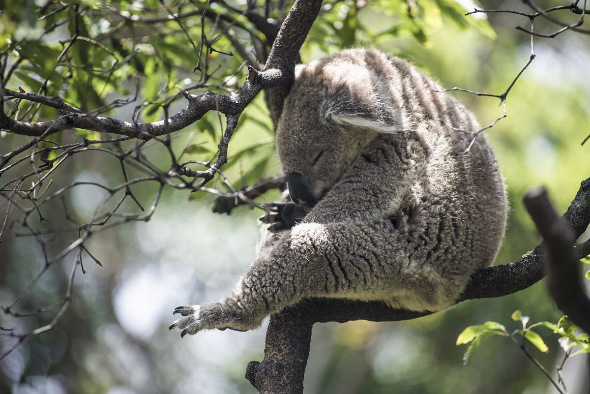 grey koala bear on tree