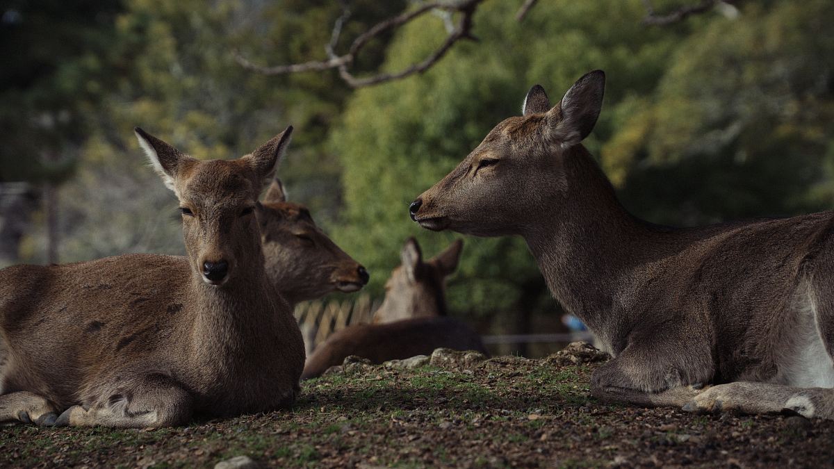 group-of-deer-image-free-photo