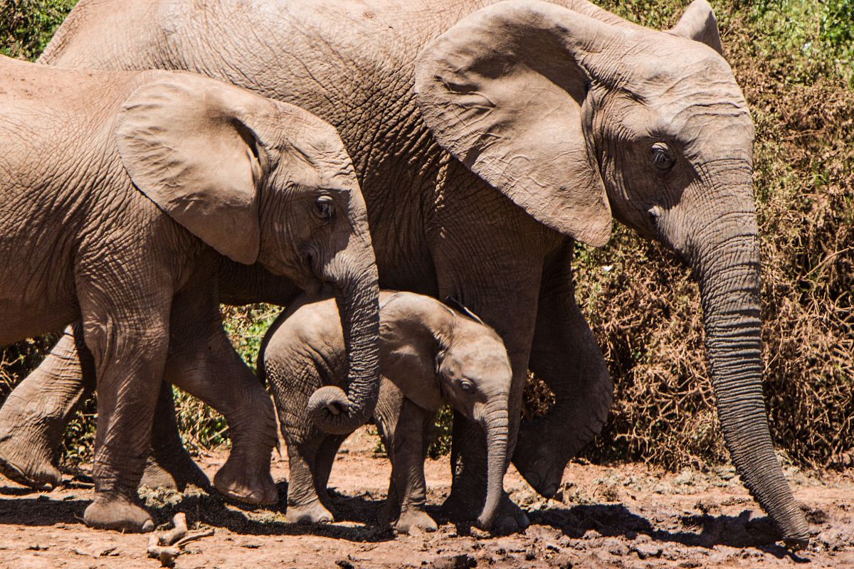 Group Of Elephants Image Free Photo