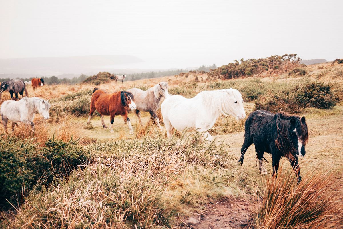 group of horse walking in plain