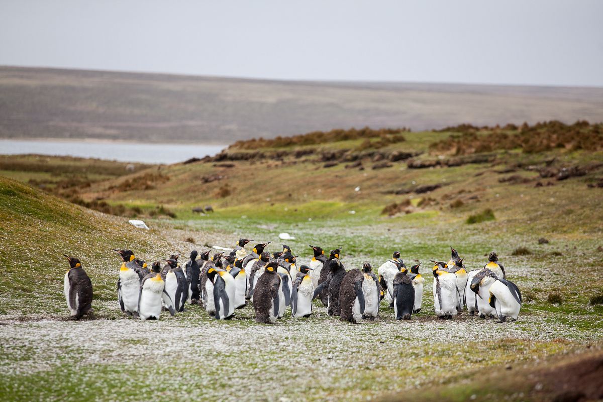 group of penguins