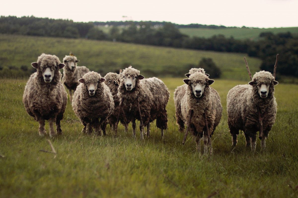 herd of lambs