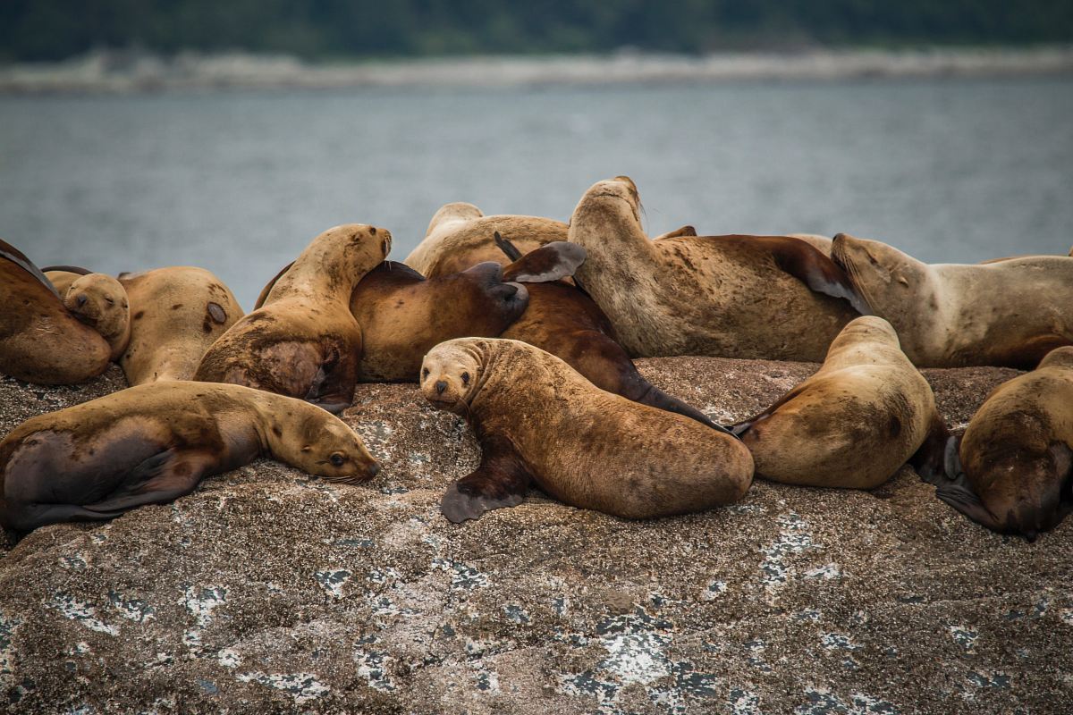 Experience the tranquility of nature with this captivating image of a herd of sea lions basking on a rocky shore. The scene captures a moment of peace and relaxation, perfect for use in coastal travel articles, marine life documentaries, or wildlife conservation campaigns. Ideal for creating a calming atmosphere in your projects, this image showcases the beauty of marine mammals in their natural habitat.