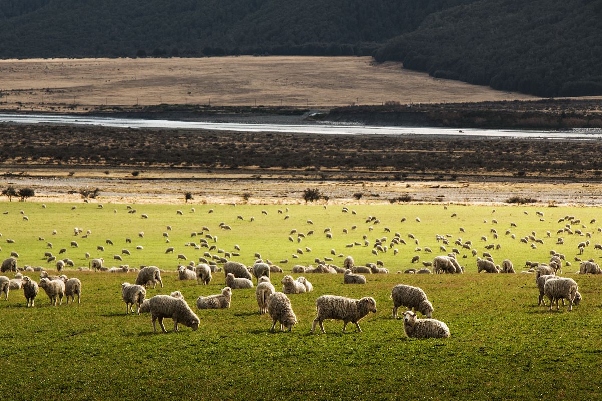 herd of sheep on grass field