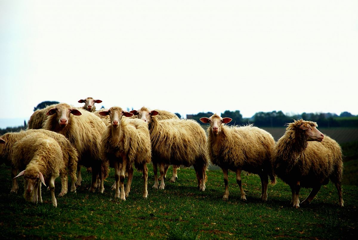 herd of sheep on grassfield