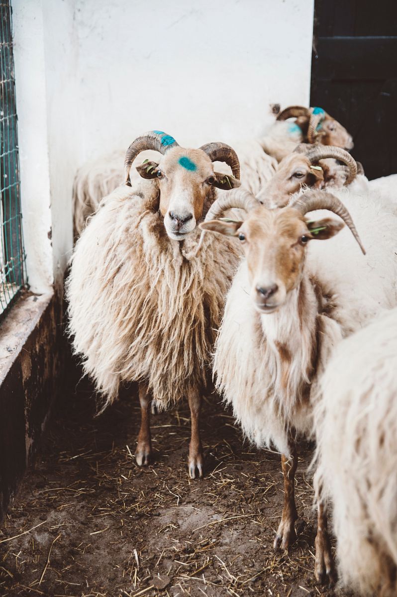 herd of tan rams