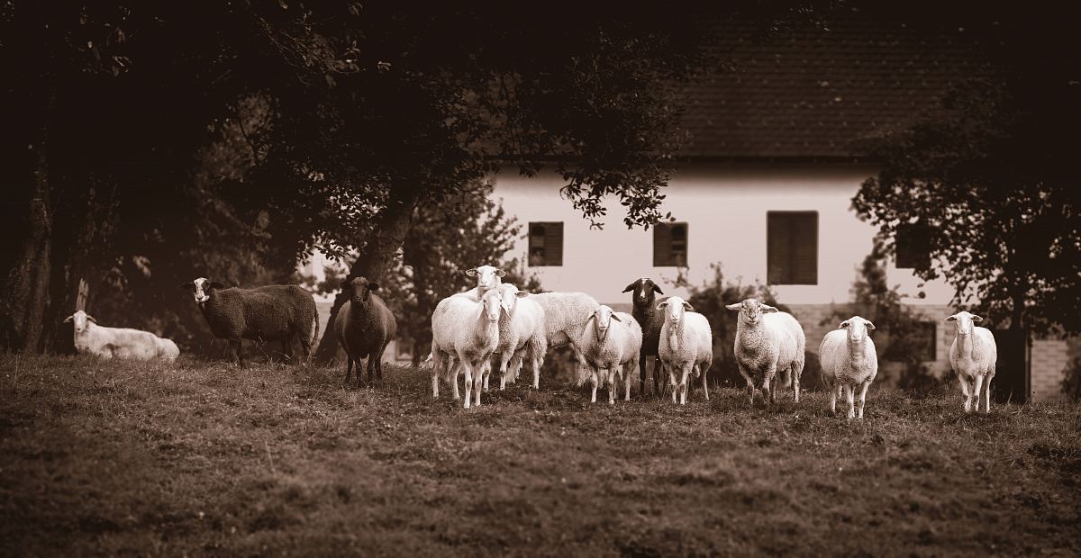 herd of white and black cattles grazing on grass field