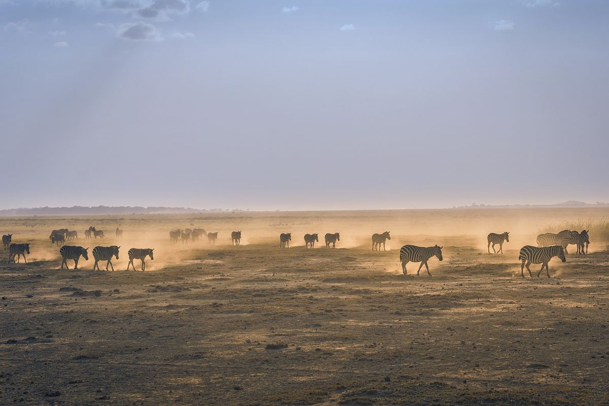 herd of zebra on sand field