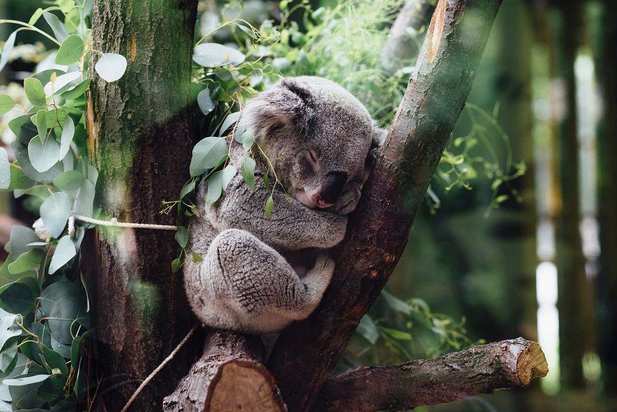 koala sleeping on tree branch