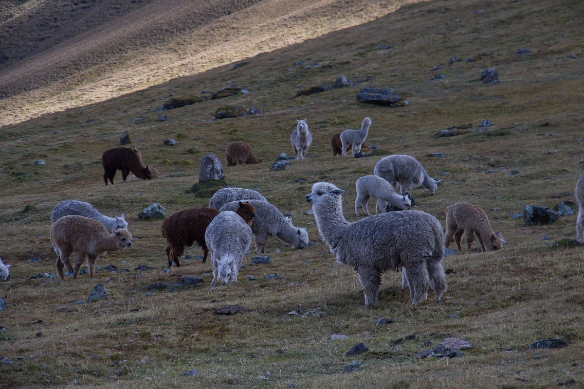llama of green field
