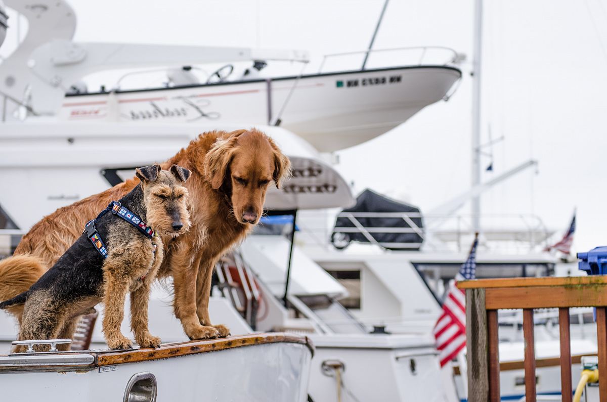 long-coated brown dog on white boat