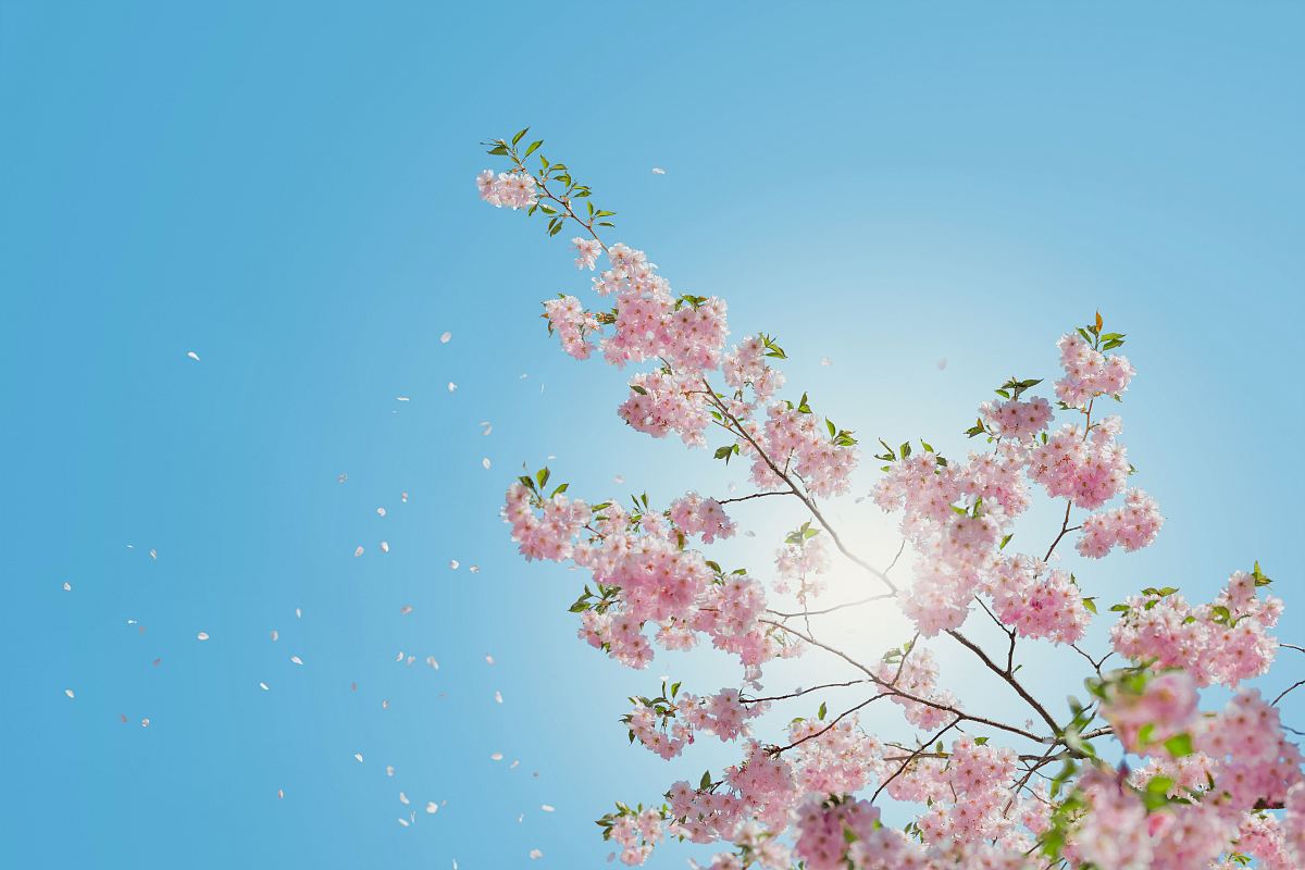 low angle of pink flowering tree