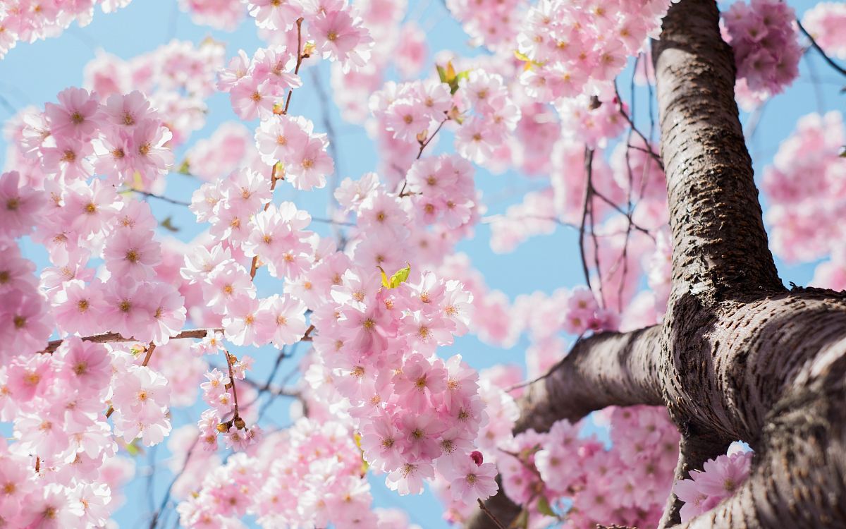 low angle photo of cherry blossoms tree