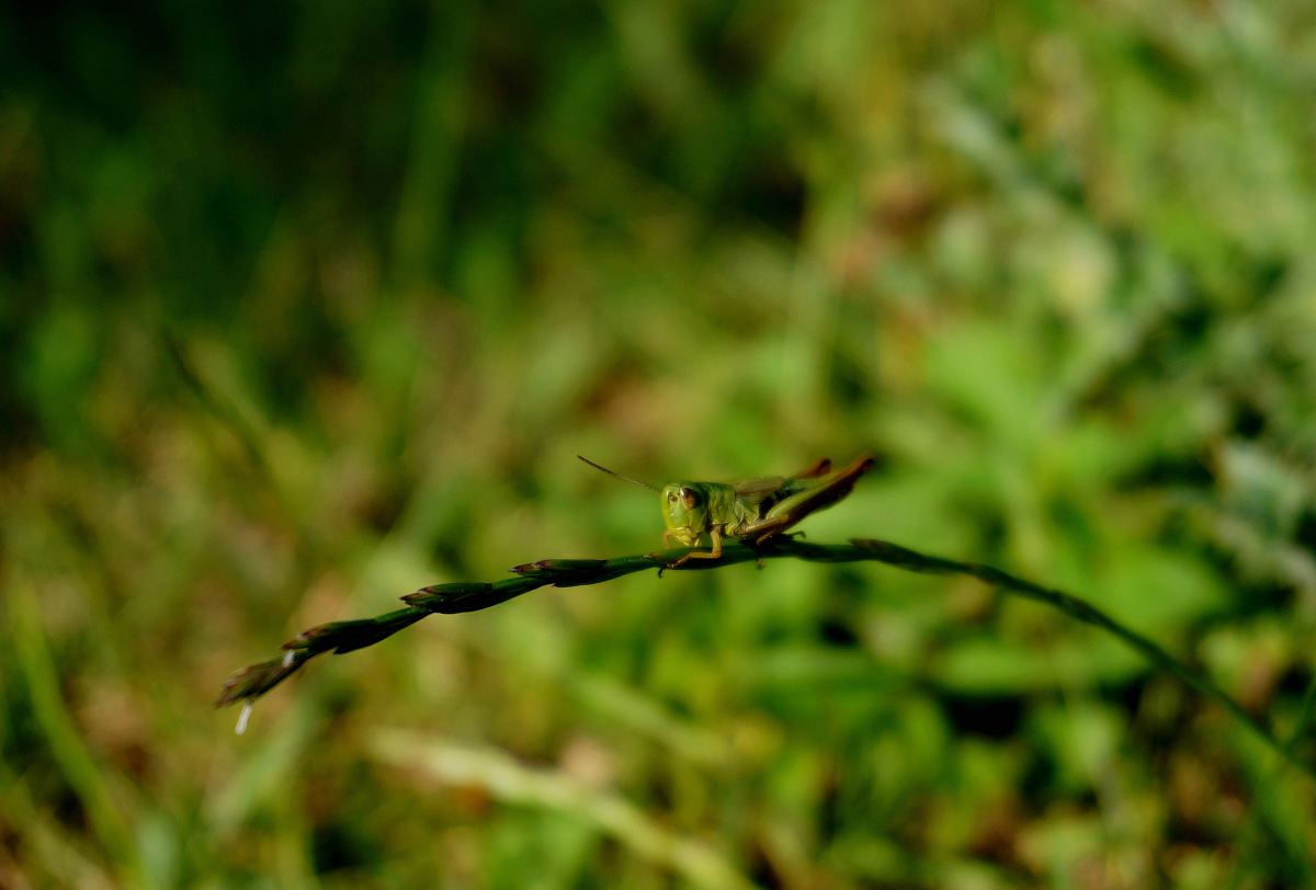 macro photo of grasshopper on leaf branch