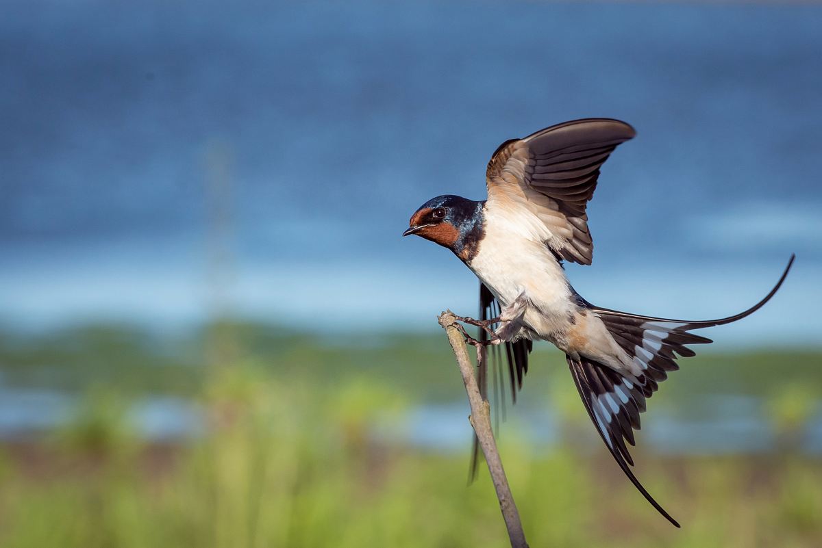 macro-photography blue, brown, and white sparrow on branch