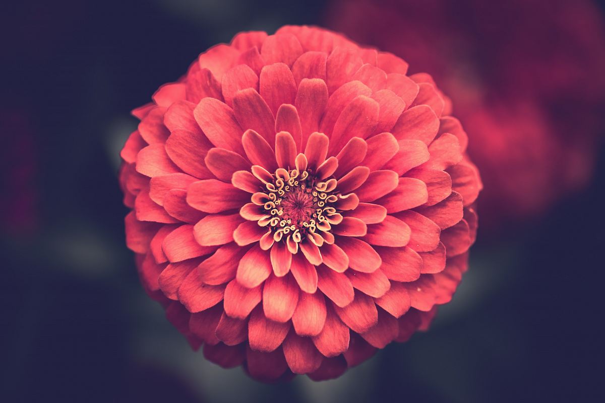 macro photography of red flower