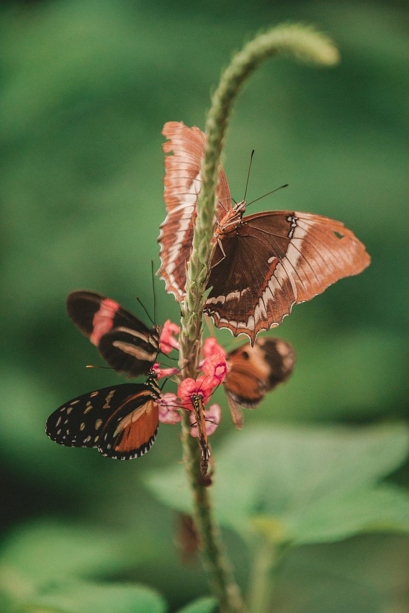 macro photography three brown butterflies