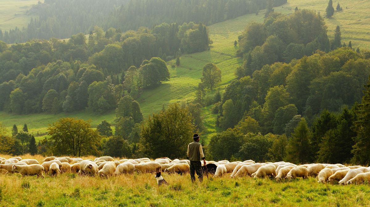 man standing in front of group of lamb