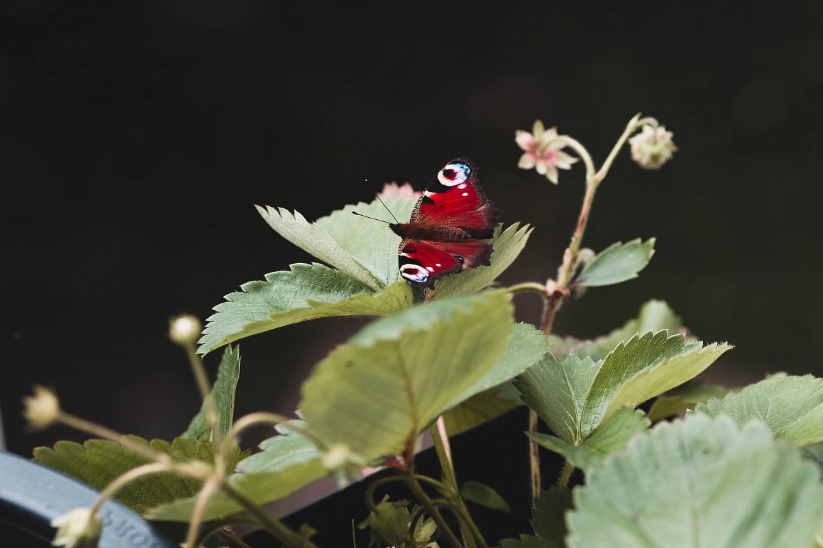 mourning cloak butterfly macro photography