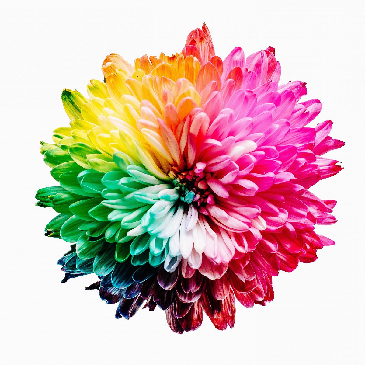 multicolored flower illustration