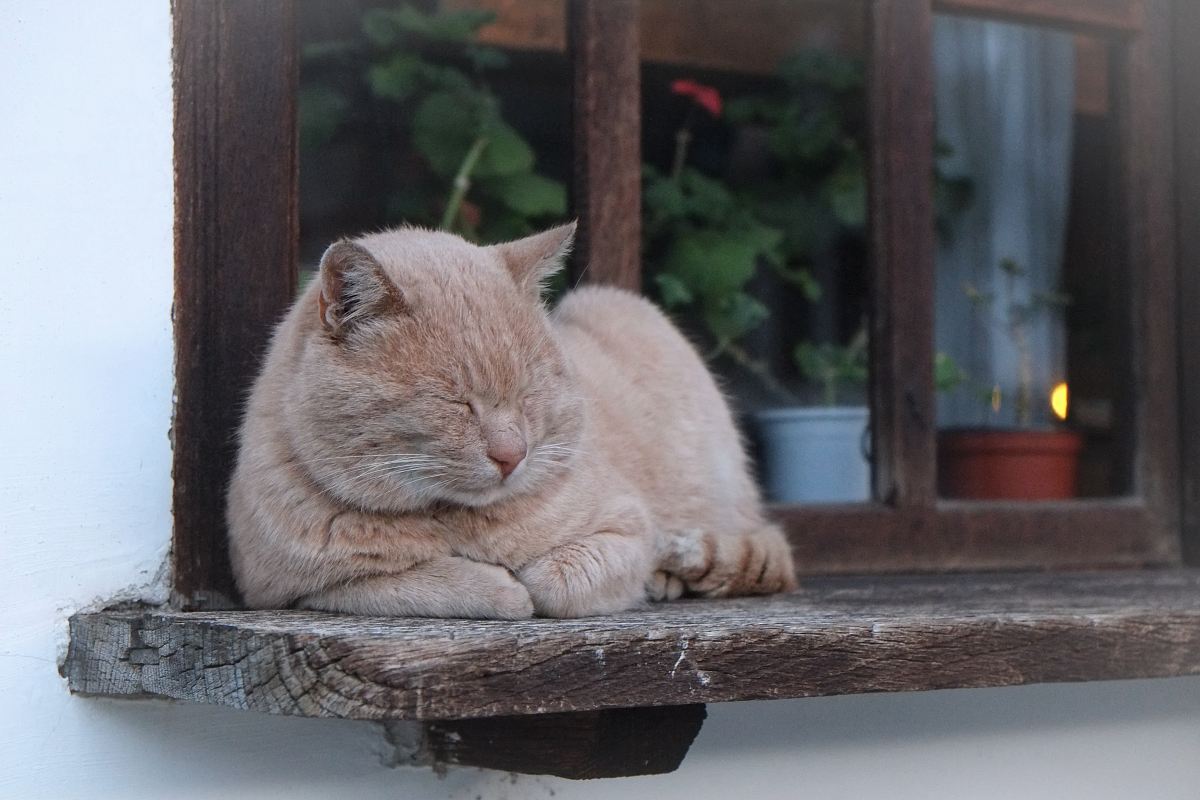 orange cat lying on brown wooden window