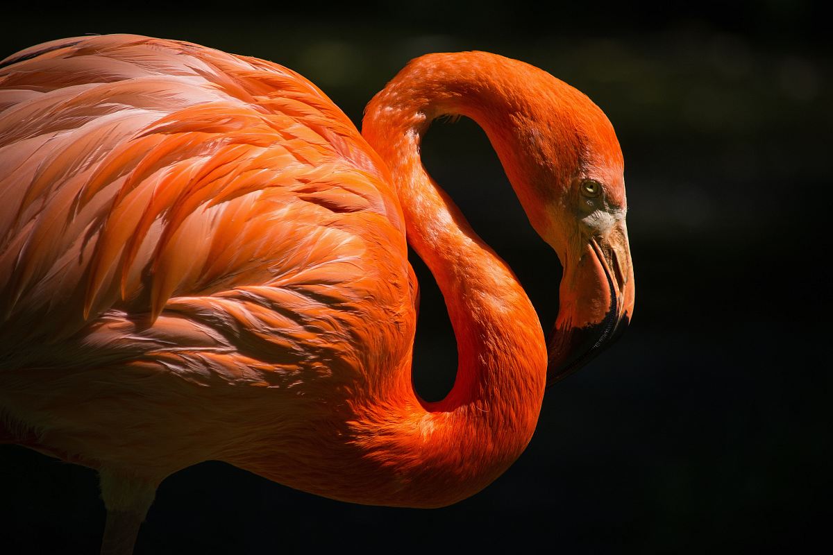 orange flamingo closeup photography