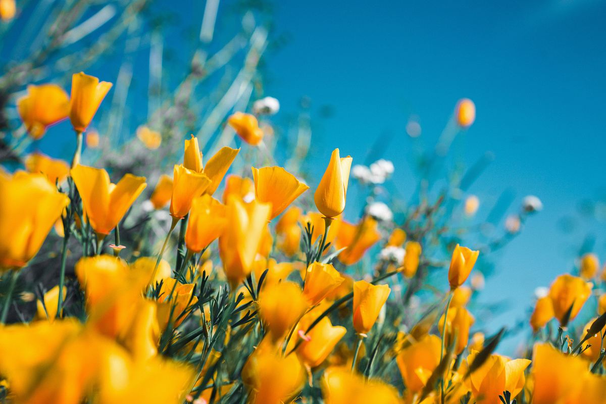 orange petaled flowers