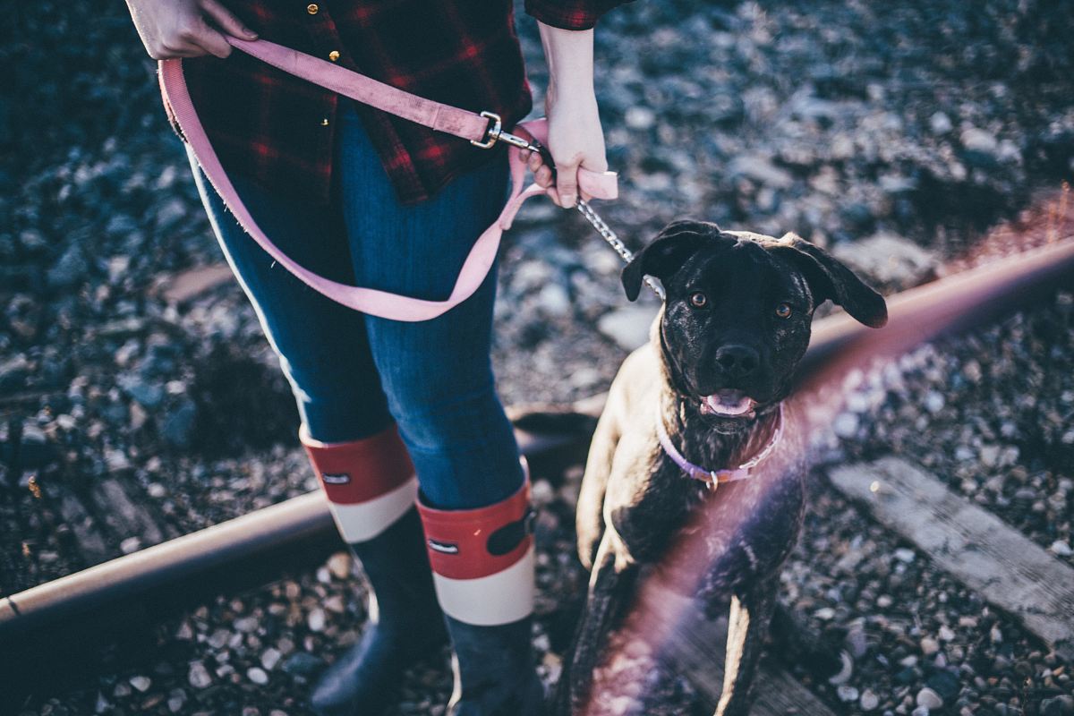 person holding short-coat black dog