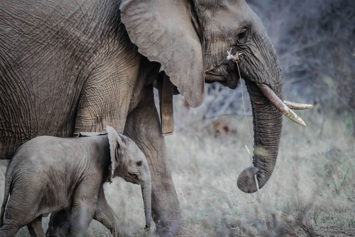 photo of black elephant