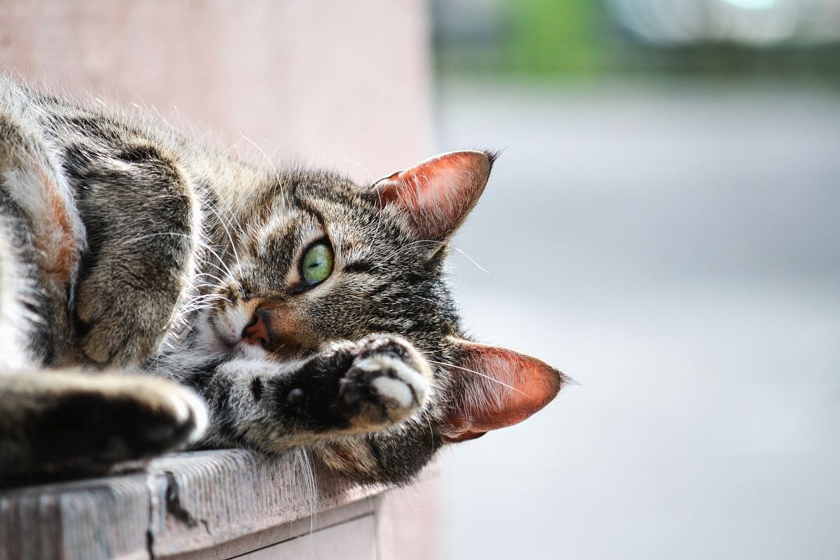 photo of brown tabby cat lying on brown wooden planks