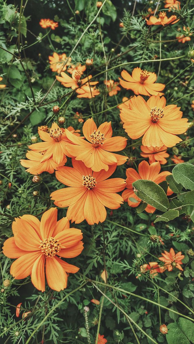 photo of fully bloomed orange petaled flower plant