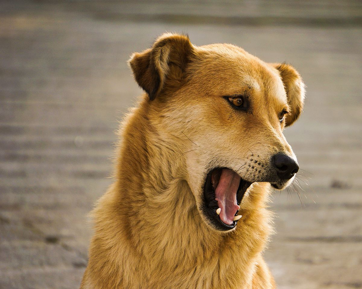 photo of long-coated brown dog barking