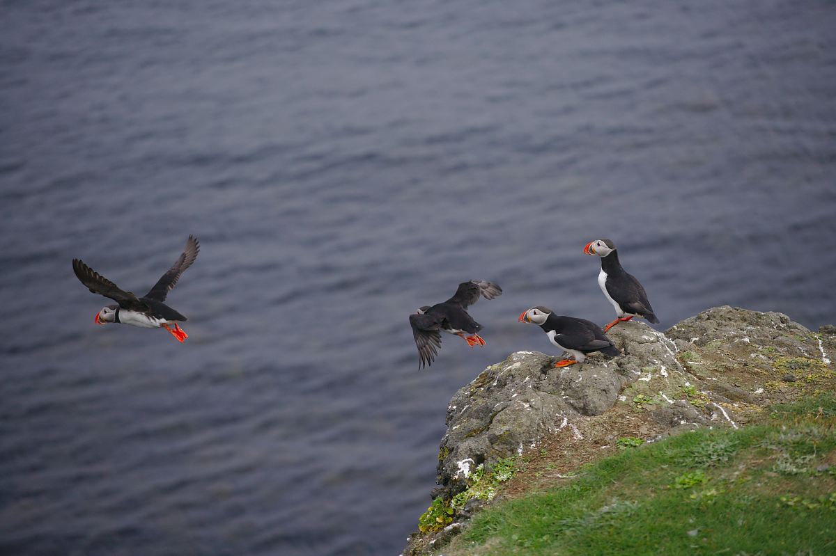 photo of puffin on grey cliff