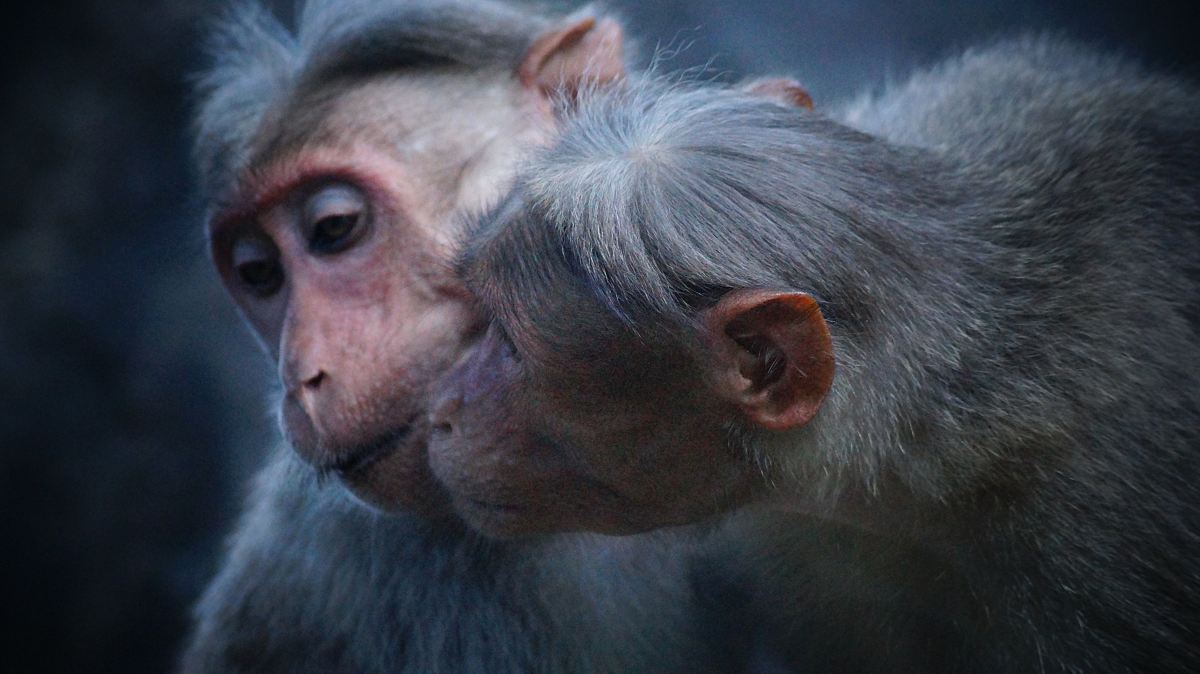 photo of two gray primates