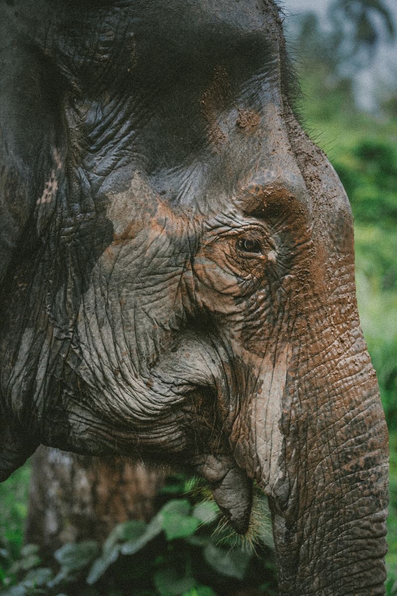 photography of black elephant