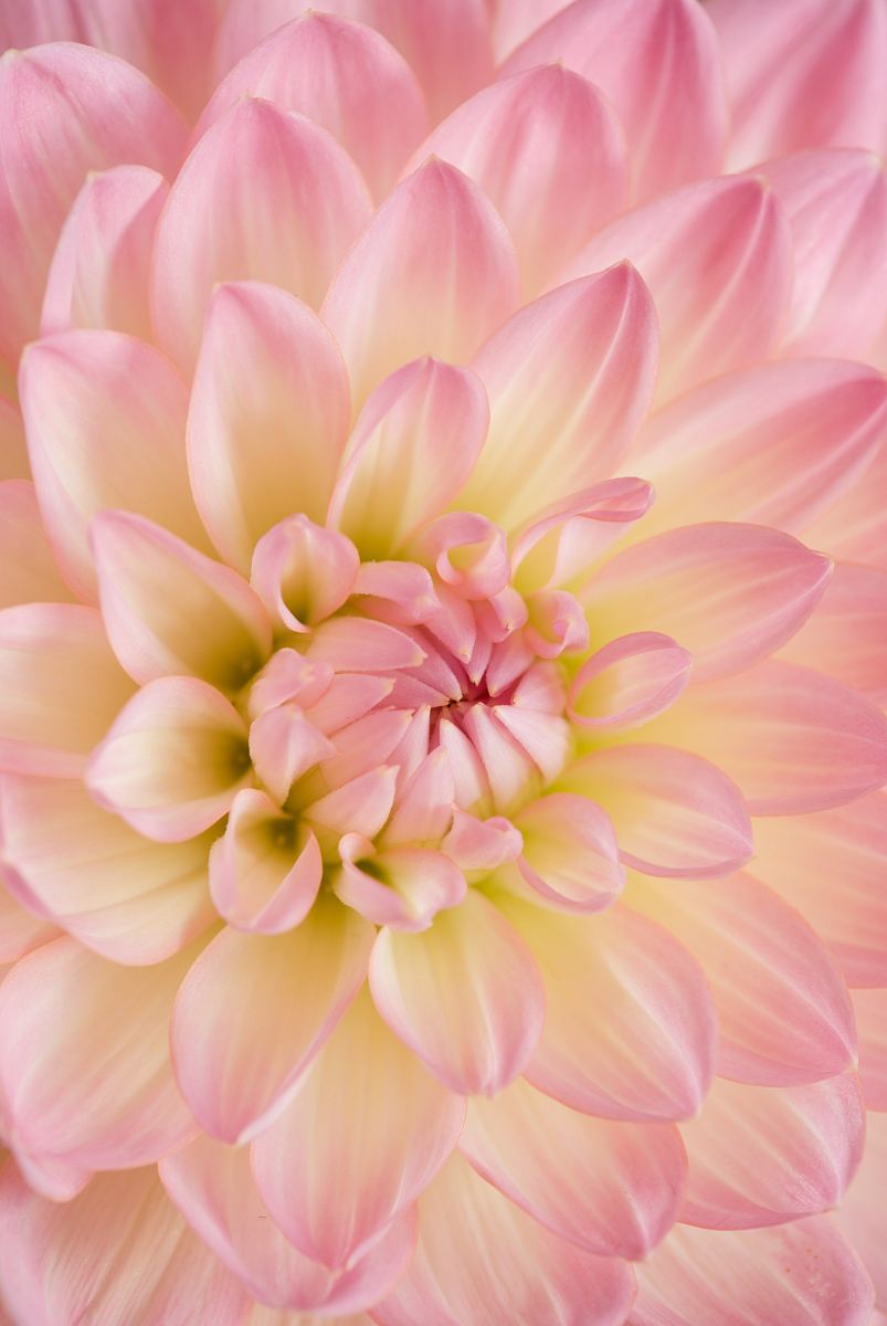 pink dahlia in bloom