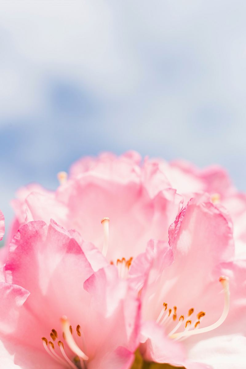 pink flower
