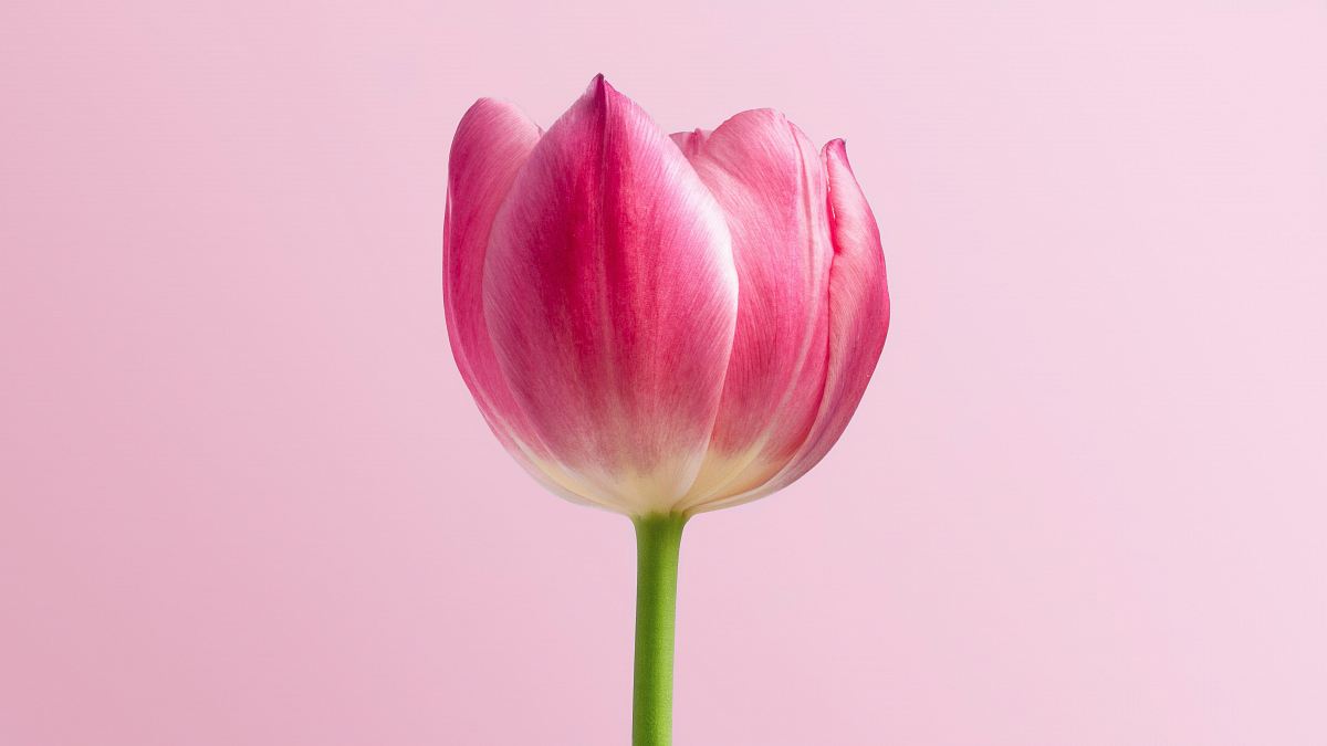 pink flower