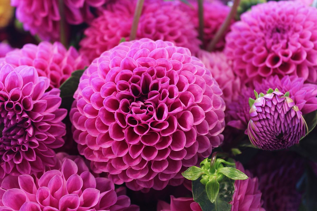 pink flowers