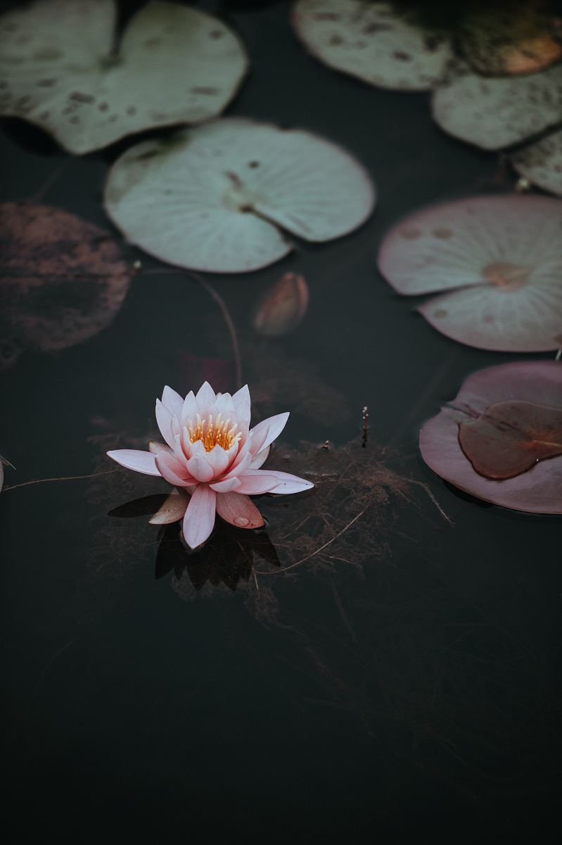 pink lotus flower on clear body of water