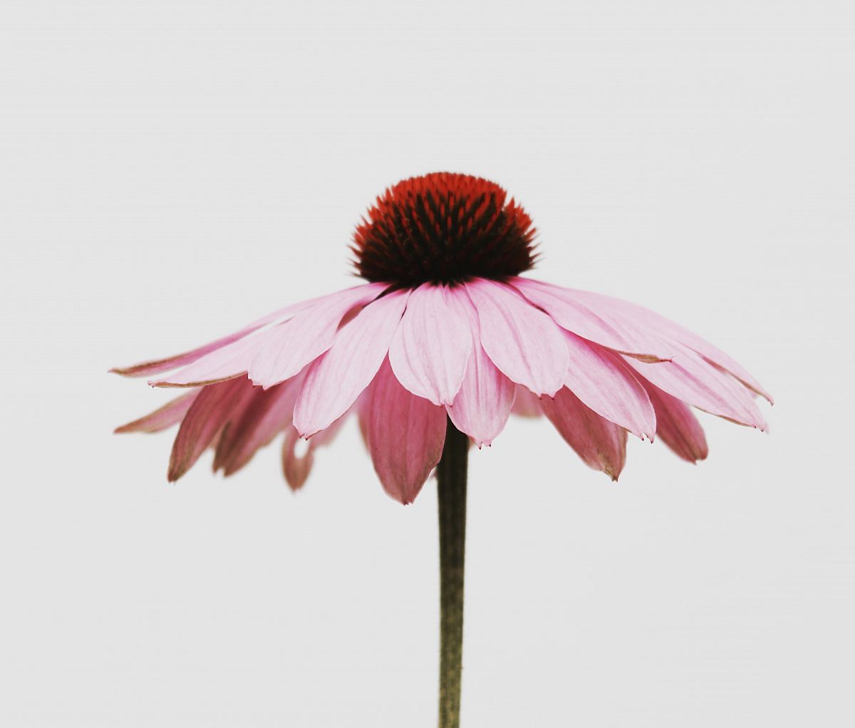pink petaled flower