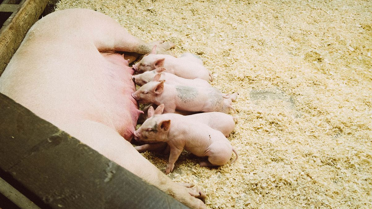 pink pig with piglet litter