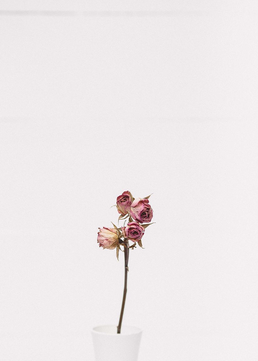 pink rose flower