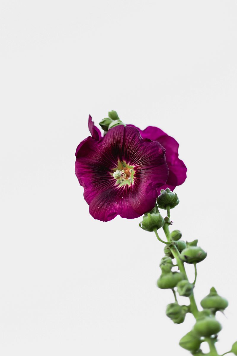 purple flower on white background