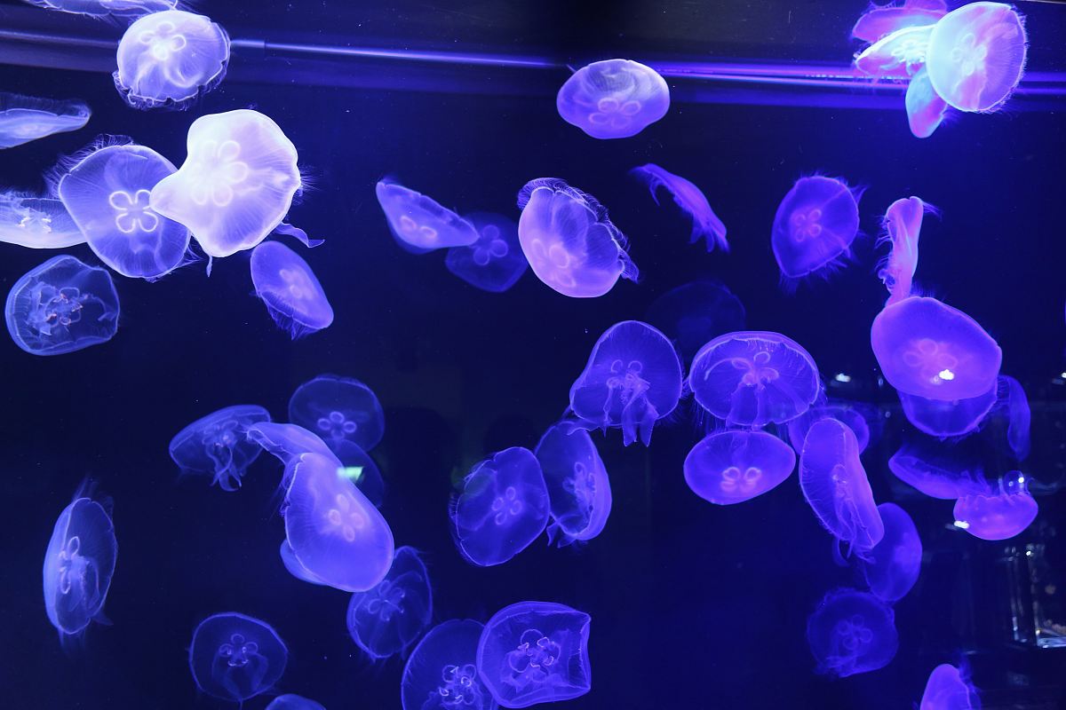 Purple Jellyfishes Under The Sea Image Free Photo