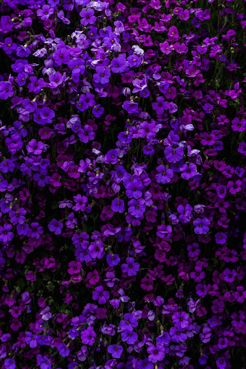 purple petaled flower