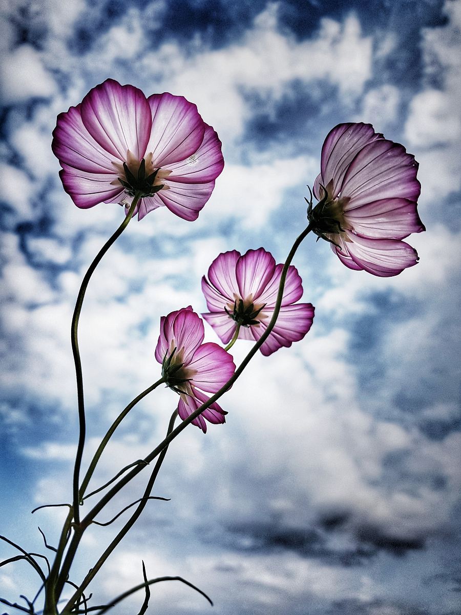 purple-petaled flower