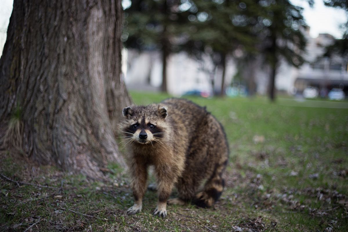 raccoon under the tree
