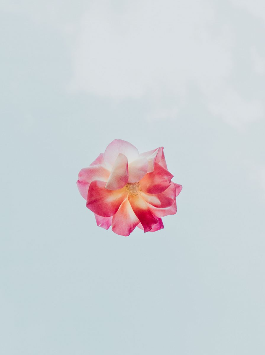 red and white petaled flower close-up photography