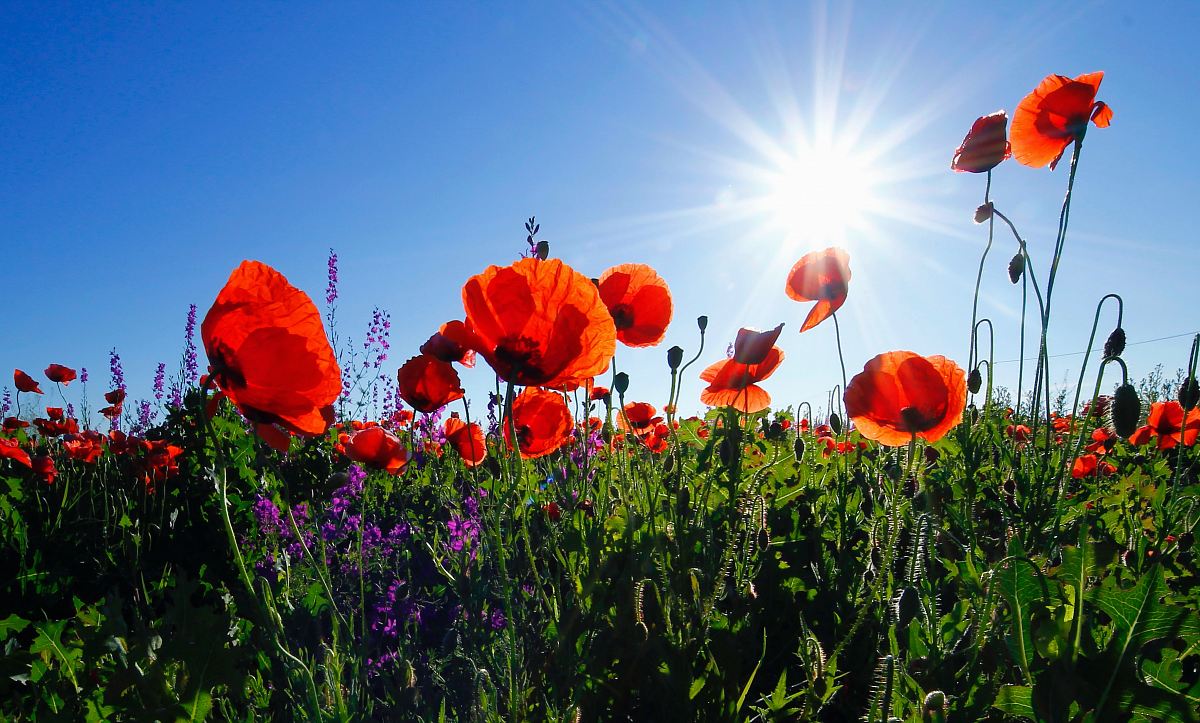 red poppy flower field at daytime